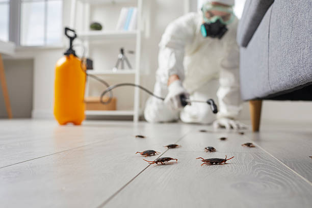 Commercial Rodent Management in Alpena